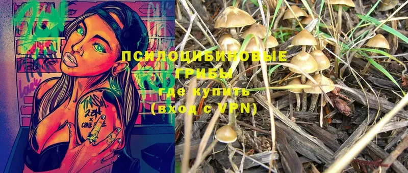 Галлюциногенные грибы Psilocybe  Гвардейск 